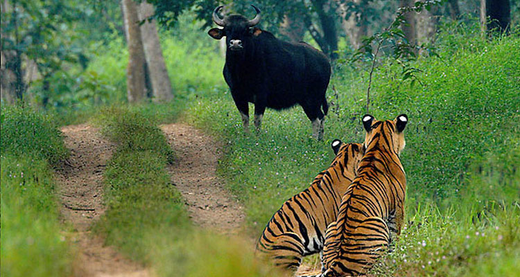 Bhadra Wildlife Sanctuary